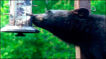 Bear Eating from Bird Feeder